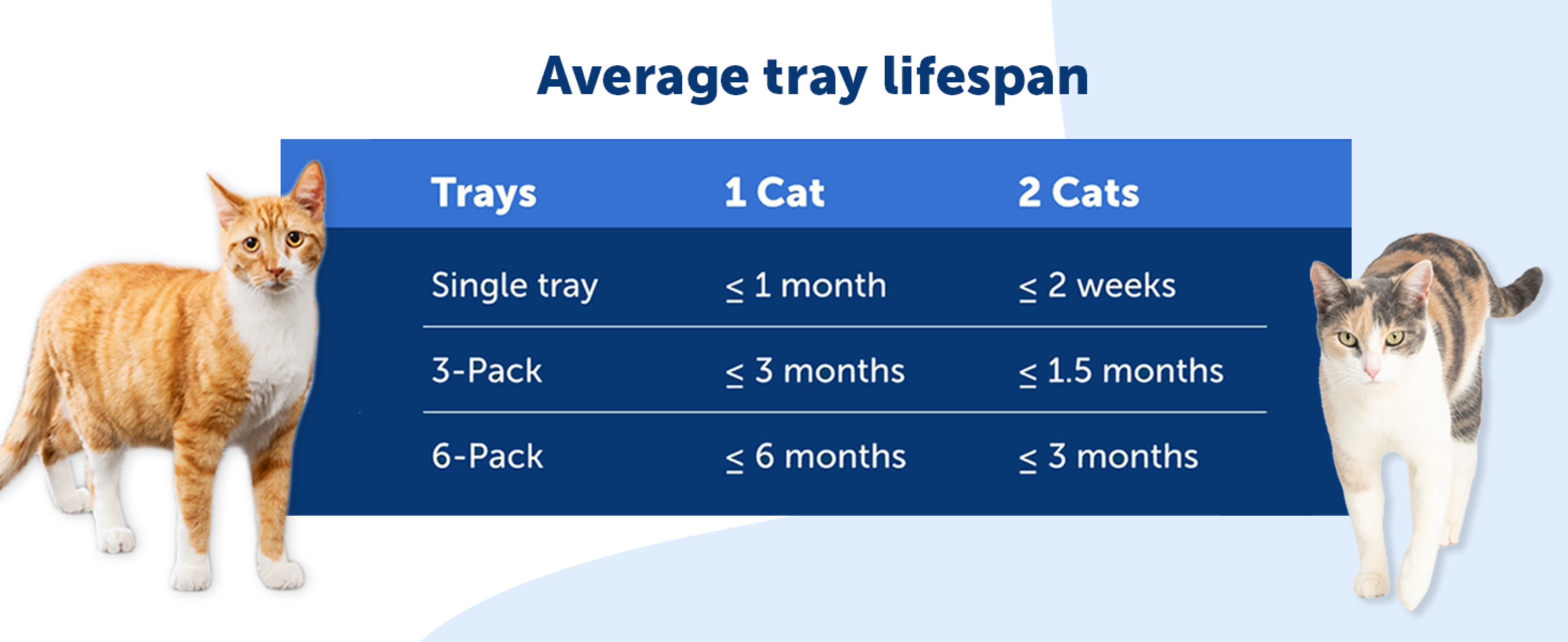 Year Old Average Age Cats Live Life Span How Old Is A 20 Year Old Cat