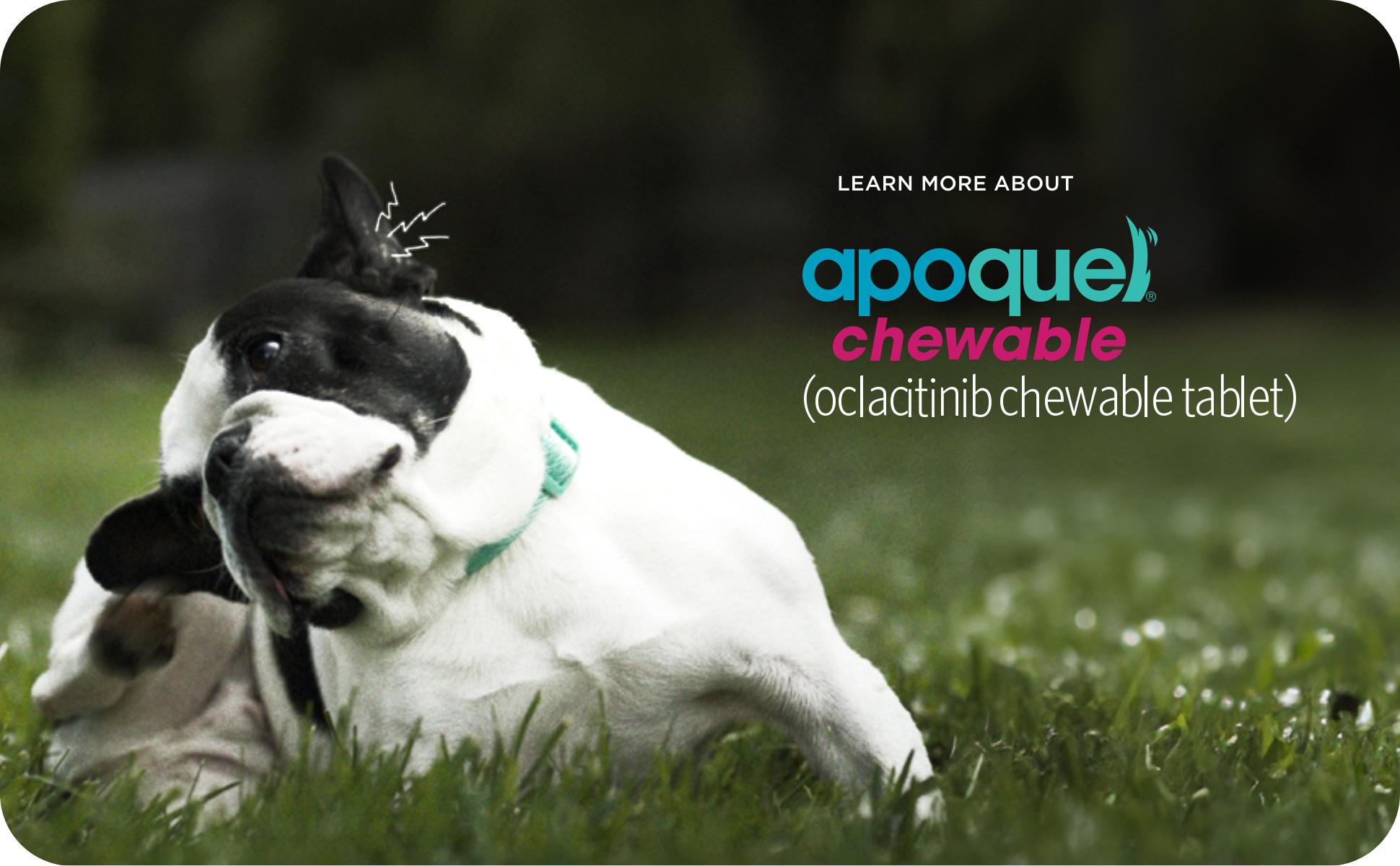 Apoquel Chewable MG RX Tablets for Dogs, Count of 30 Petco