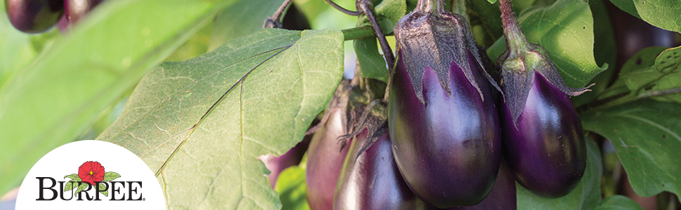 water eggplant Burpee Eggplant Midnight Moon Hybrid - Walmart.com