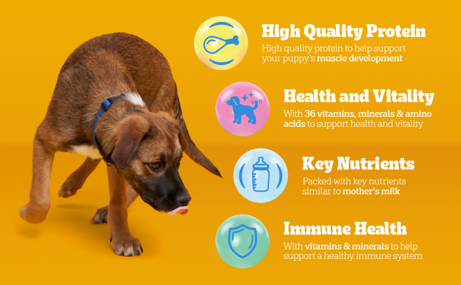 Pedigree Chicken & Vegetable Flavor Growth & Protection Dry Dog Food, 14 lbs. | Petco