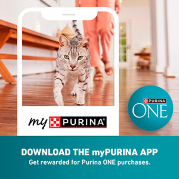 CAT PLAYING WITHIN THE MYPURINA APP.