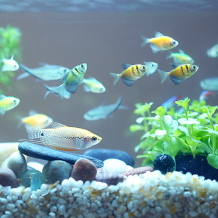 Aqueon LED 10 Gallon Aquarium Kit, L X W X H