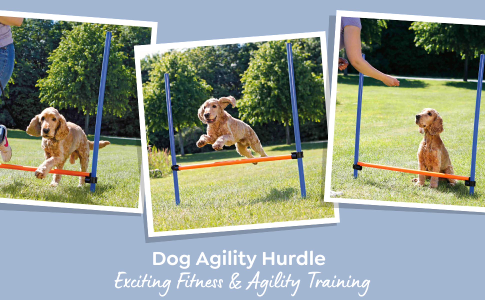 [CD]千趣会 Get along 10枚セット TRIXIE Dog Agility Hurdle, Portable Dog Agility Training