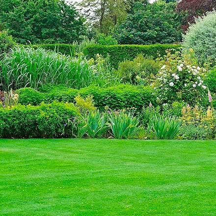 Beautifully cared-for lawn