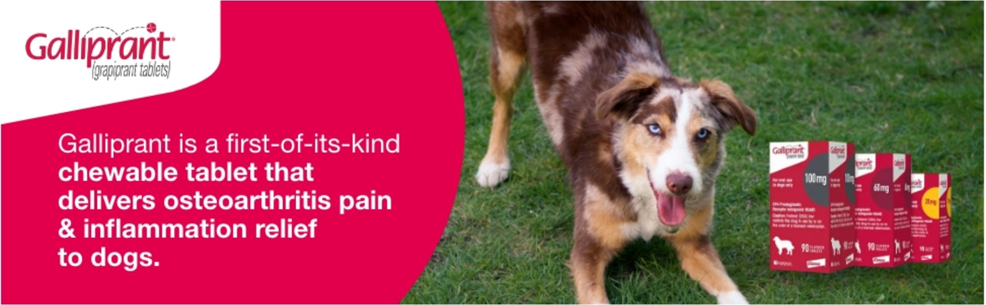 Grapiprant Galliprant 100 Galliprant 100mg Tablets For Dogs