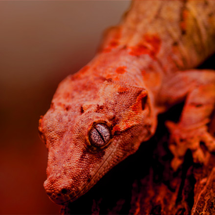 Zilla Night Red Heat Incandescent Bulb, 100 Watts Petco