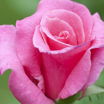 Pink rose flower in full bloom