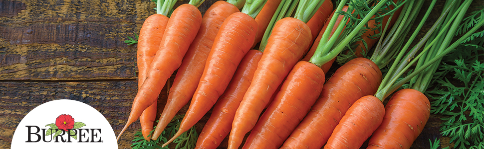Carrot Burpee-Kaleidoscope-Blend-