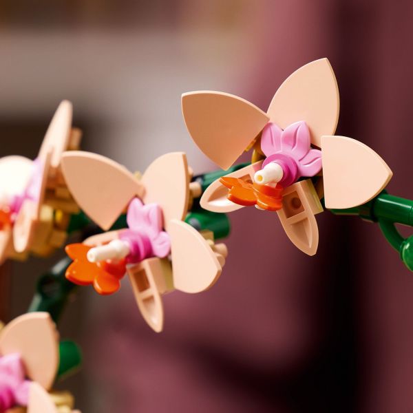 Includes 5 orchid flowers in bloom and a few in bud.