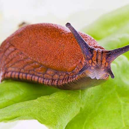 Slugs on crops