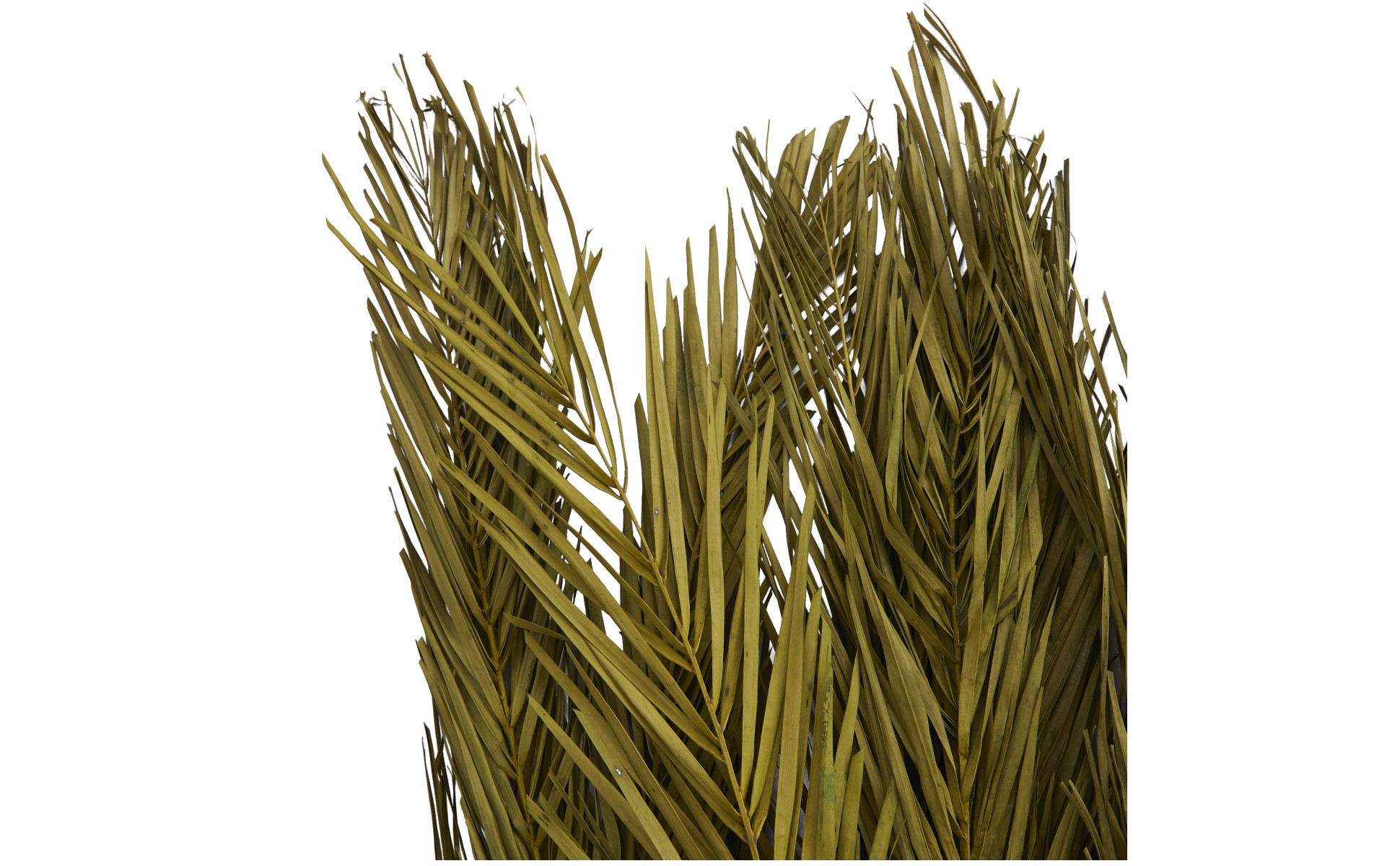 Litton Lane 43 in. Palm Leaf Natural Foliage with Feather Inspired