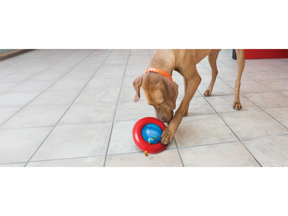 best dog puzzle toys 2022 Chewzzle SmartPaws Puzzle Toy  Interactive Training Toy for Small to  Large Dogs