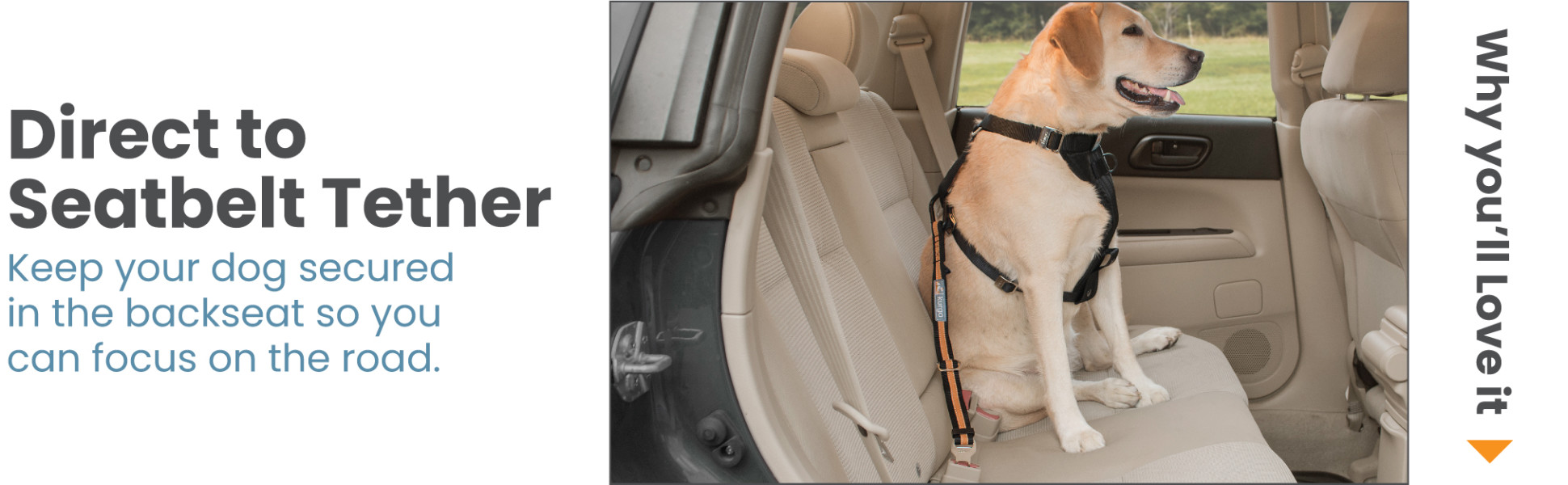 Dog seat belt tether petco hotsell