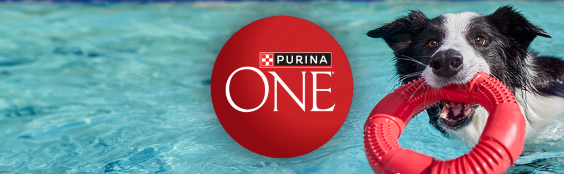 ONE logo centered in image of dog in a pool with a red ring toy