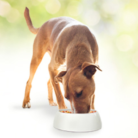 Excited dog enjoying his bowl of Beneful.