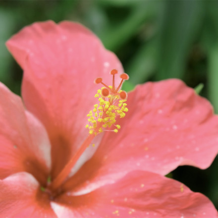 Infused with a tropic scent that will transport you to the Islands while hydrating your skin.