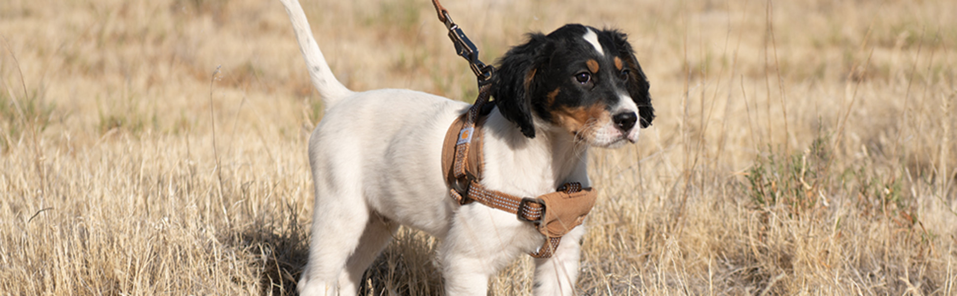 Carhartt Brown Nylon Duck No Pull Dog Harness, Small | Petco