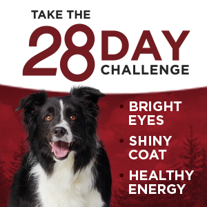 Take the Twenty Eight Day Challenge for bright eyes, a shiny coat and healthy energy
