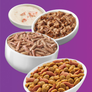 Bowls of Friskies dry, wet and pate cat food varieties