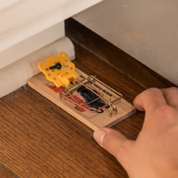 Effective Mouse Trap
