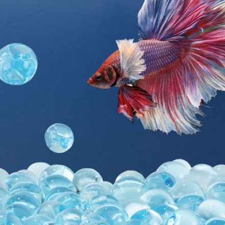 betta fish gel accessories MALE BETTAS ARE IN STORE ONLY ATM 20-40 ALWAYS IN STOCK These pellets are high in protein and omega Abizoo Betta Fish Tunnel, Navy