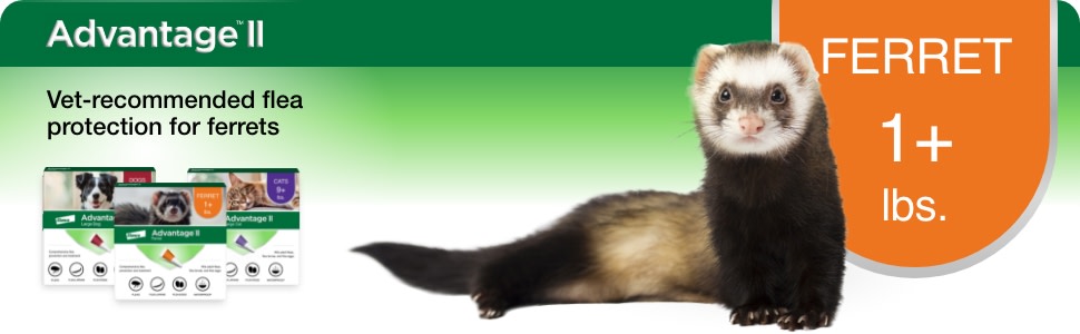Ferret Flea Treatment Advantage II Flea Treatment Prevention For