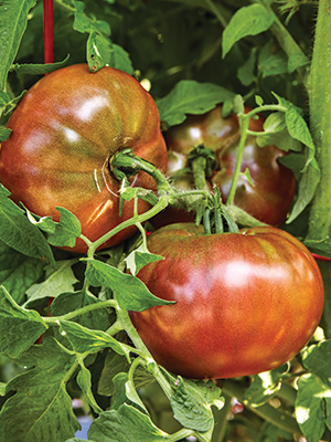 Tomato, Brandywine Pink - Burpee