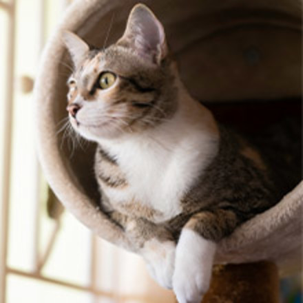 Grey and white cat looking out window from cat tower