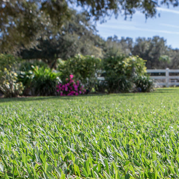 Photo of healthy lawn with shrubbery and white fence and trees in background