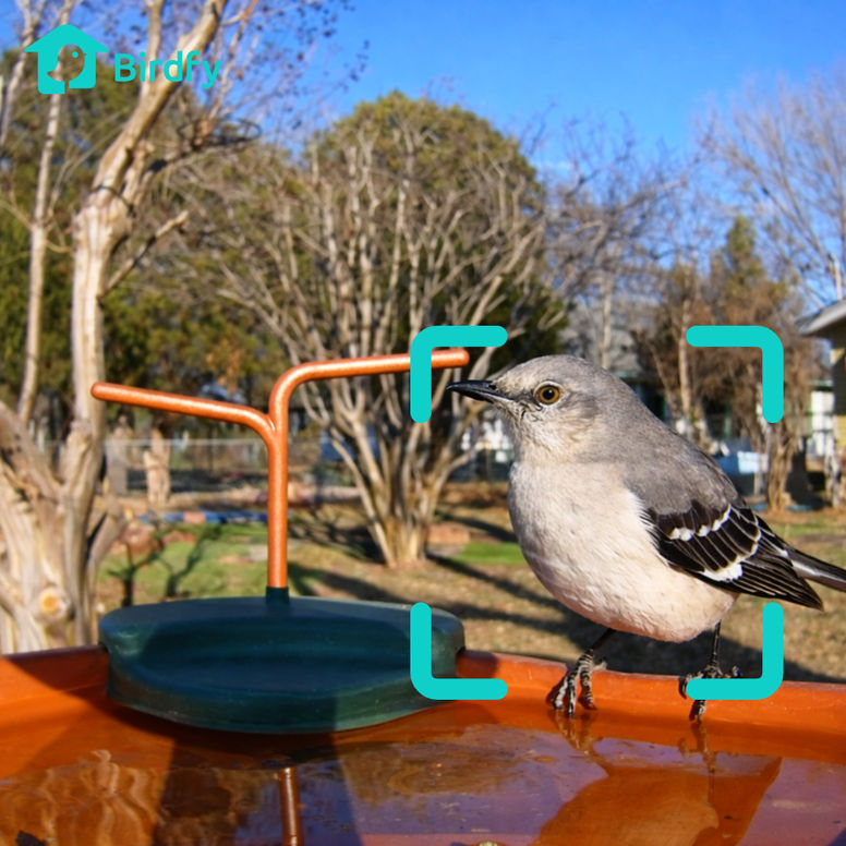 Smart Bird Recognition
