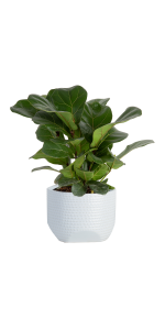 12 In. Tall Little Fiddle Leaf Fig in White Ceramic Planter