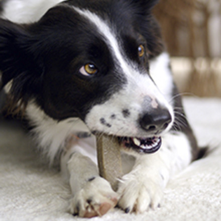 A dog chews intently on a Prime bone.