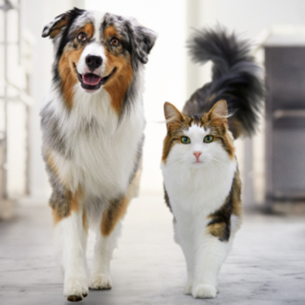 An Australian Shepherd dog and Norwegian Forest Cat striding confidently