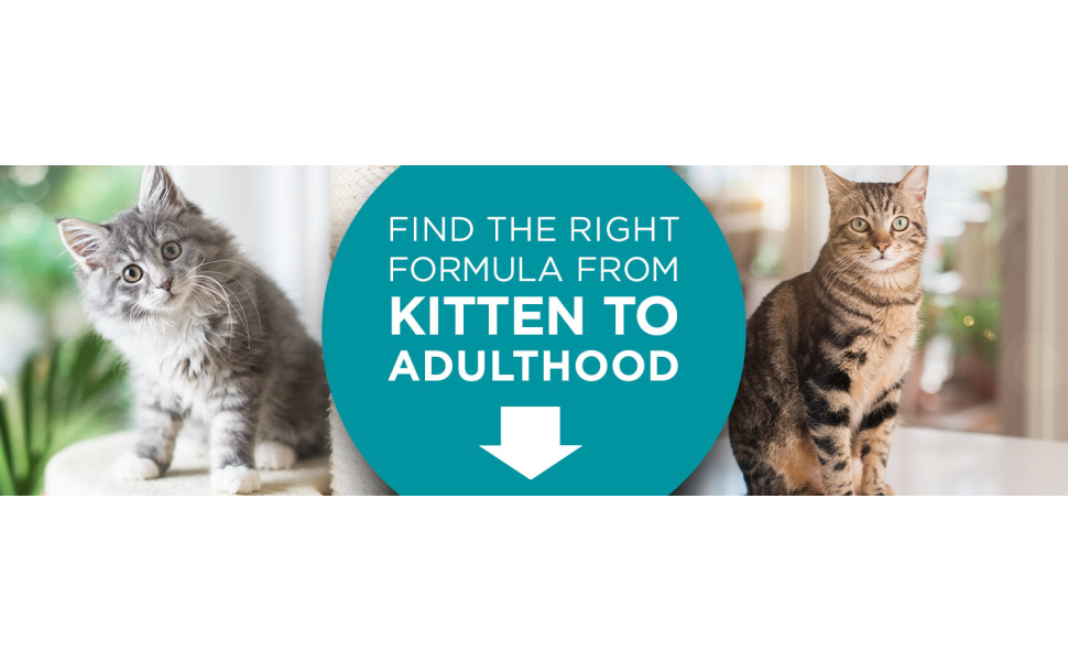 Find the right formula from kitten to adulthood