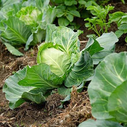 Grow your own crops