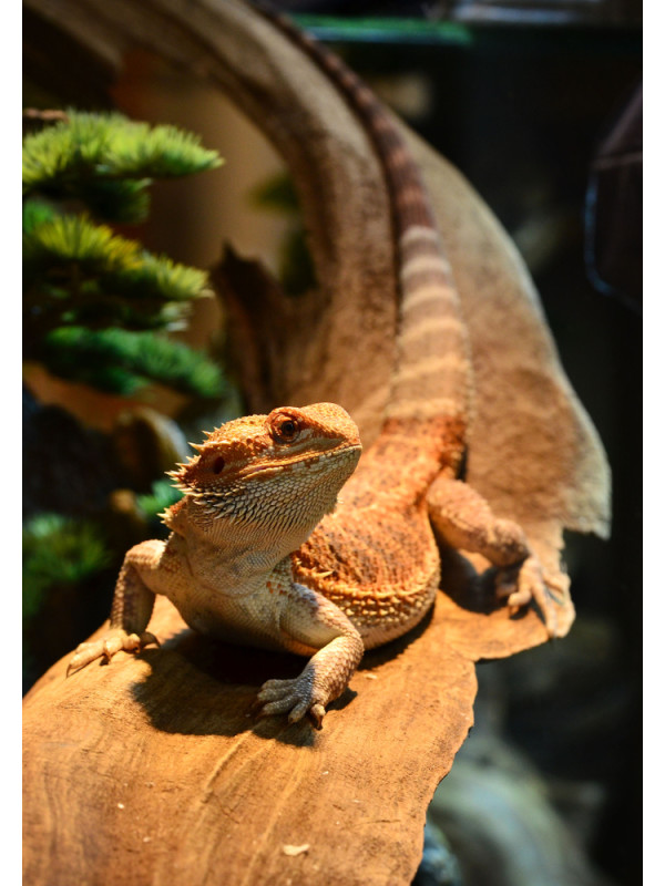 Zilla slimline desert fixture bearded outlet dragon