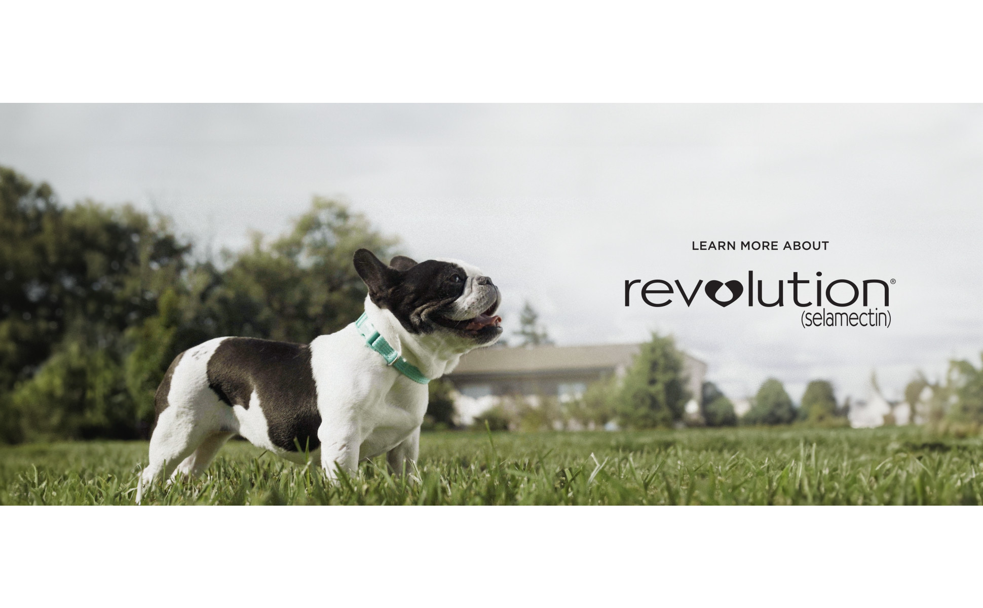 Revolution for dogs 5.1 shops 10 lbs