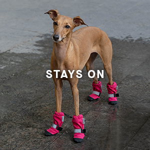 Italian greyhound outlet in boots