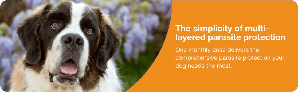 is advantage safe for lactating dogs