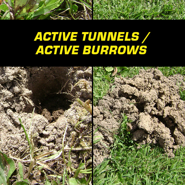 Active Tunnels/Active Burrows