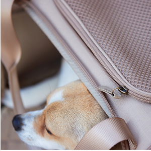 新品 Petco Reddy ペット ドッグ キャリー インポート 輸入 USA Reddy Black Fold-Out Pet Carrier, Small | Petco