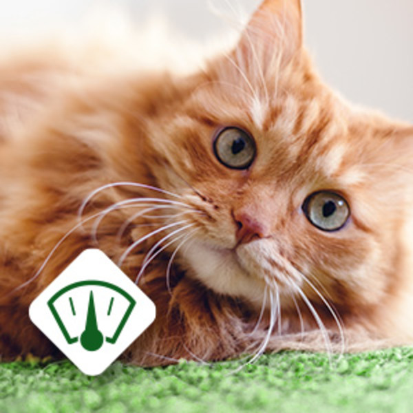 An orange cat lying on green carpet and an icon highlighting healthy weight support