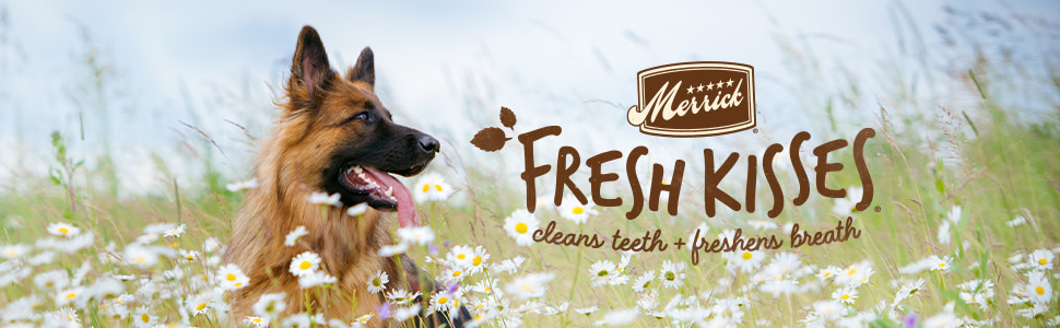 Fresh kisses for dogs best sale