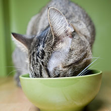 Cat eating cat food in a bowl
