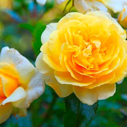 Protects roses from pests and diseases
