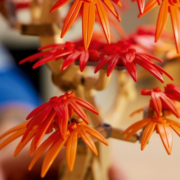 Features gorgeous red- and amber-colored leaves.