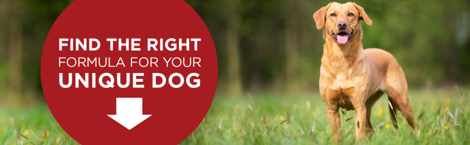 Find the right formula for your unique dog