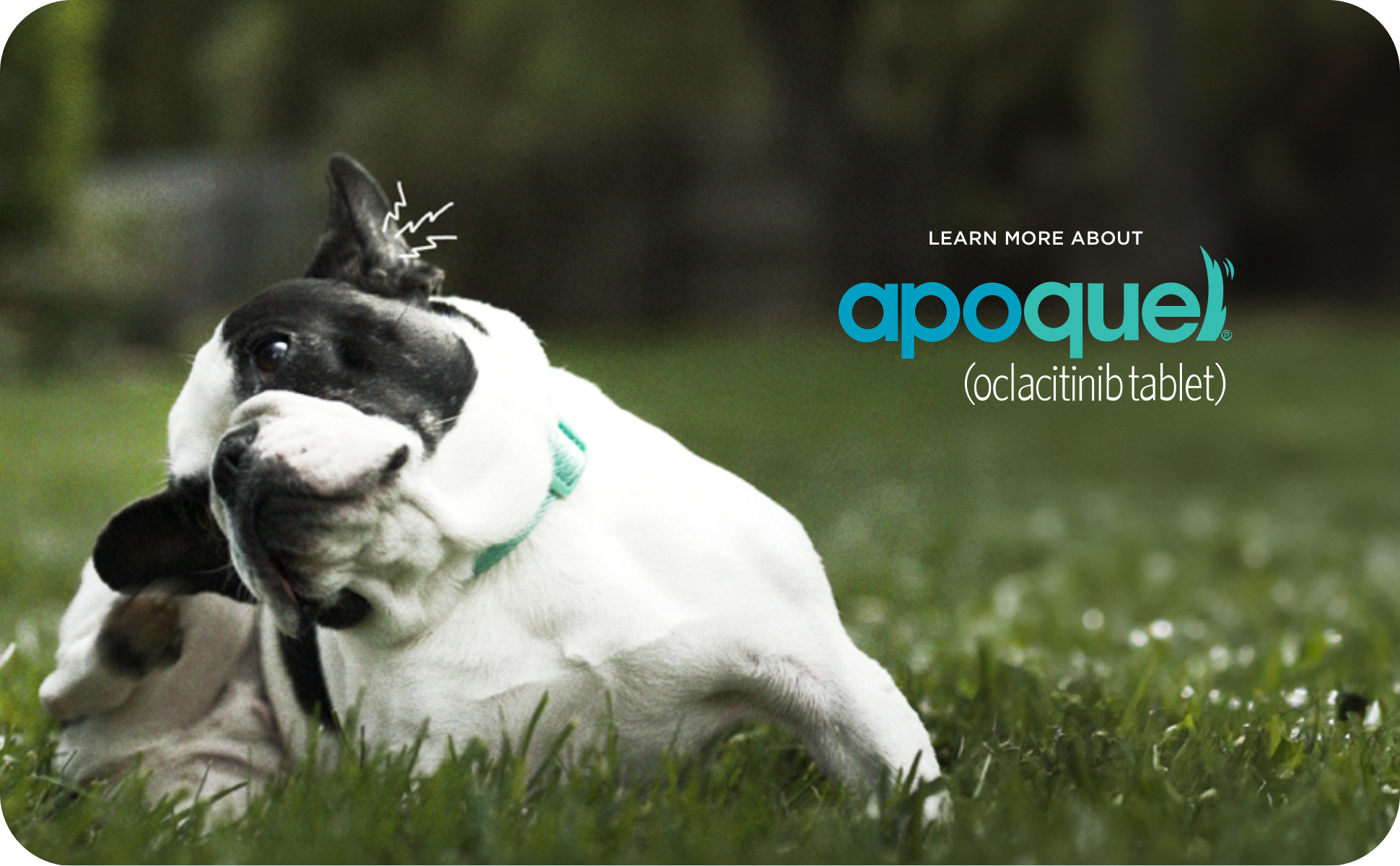 Apoquel mg, 30 Tablets Petco