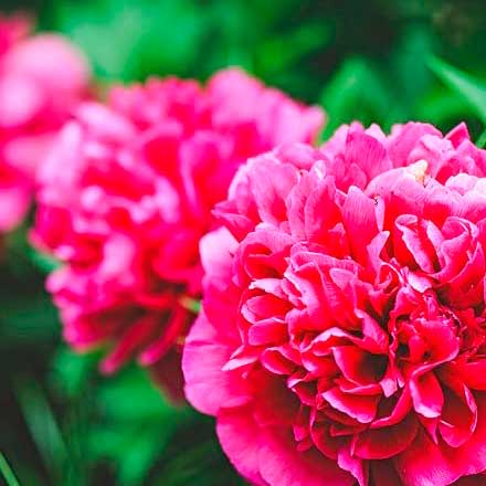 Protects flowers from diseases