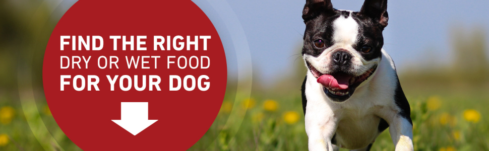 Find the right dry or wet food for your dog